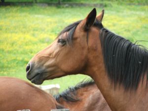 תמונות של סוסים - דירוג הסוס