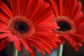 תמונות של פרחים - פרחים אדומים 